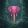Curiosity series: Pink Elephant - Limited edition!